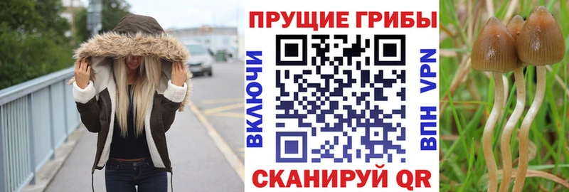 Галлюциногенные грибы GOLDEN TEACHER  Купить закладки  Сокол 